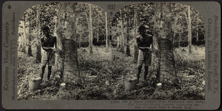 A "Hindu laborer" gathers sap from a rubber tree on a plantation in Fiji. Stereograph card published by Keystone View Company, NY, c. 1880. 